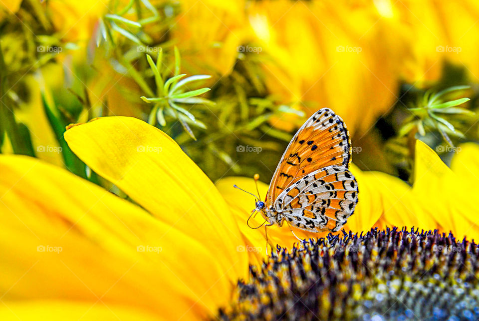 Sunflower with butterfly