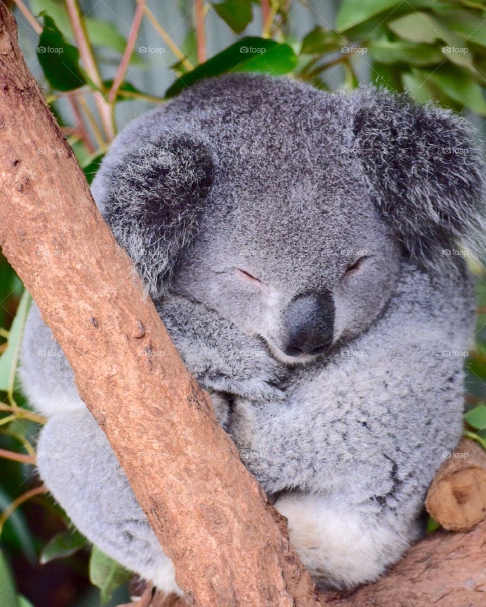 Koala at Featherdale Wildlife Park Sydney, Australia 