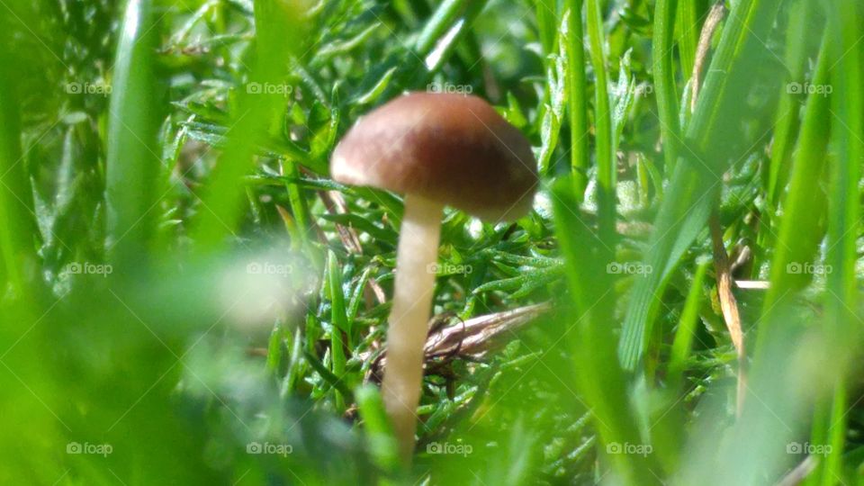 A closeup of a little baby mushroom in the wild. You can never know what you will come across in the great outdoors. We have to be more protective of our environment and we will live in harmony.