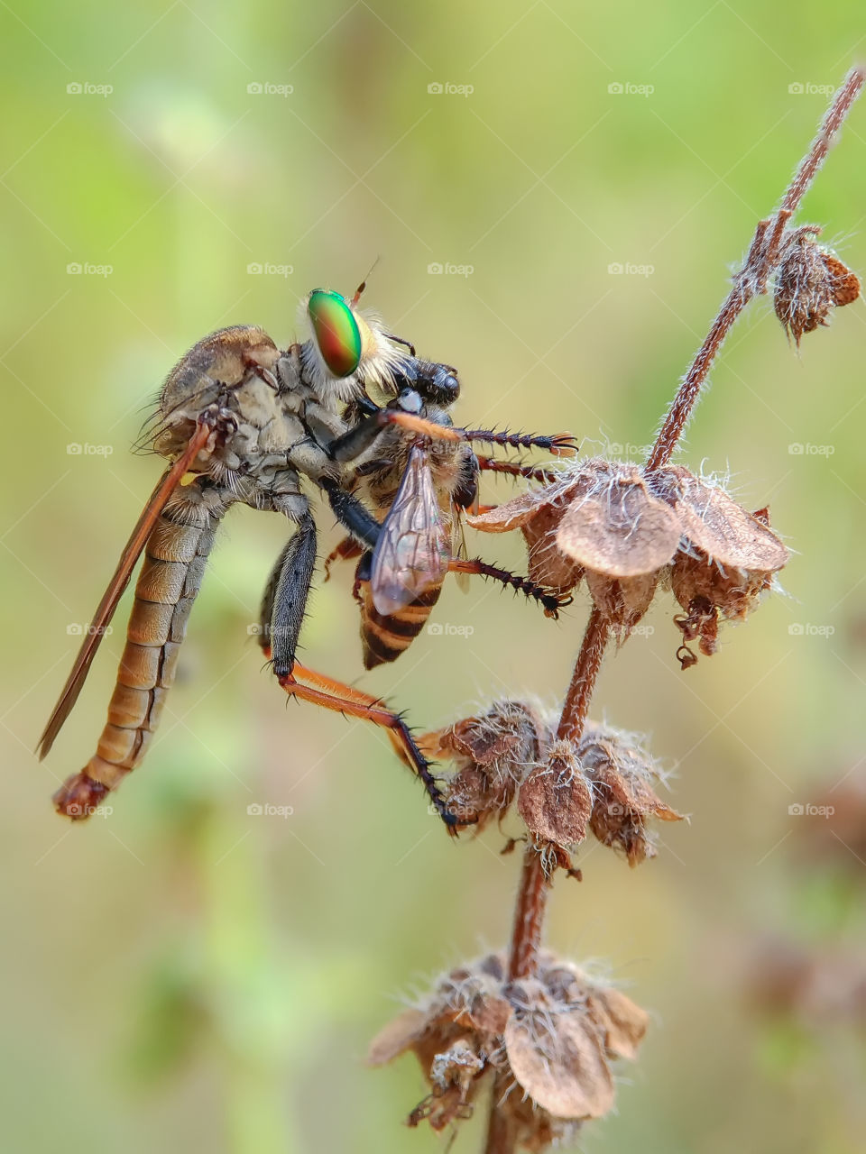 robberfly with prey