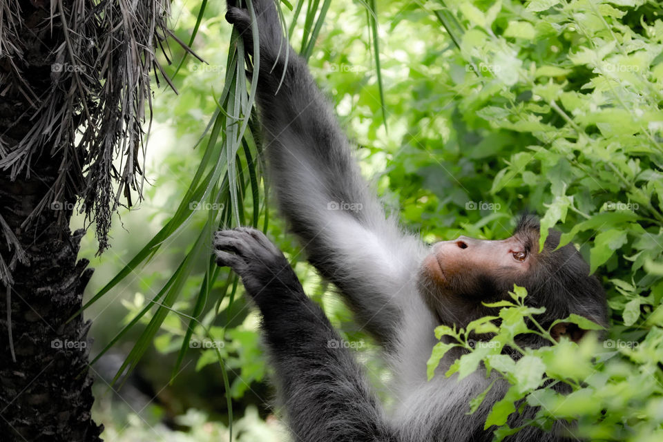 The Emotions on the face of Animal