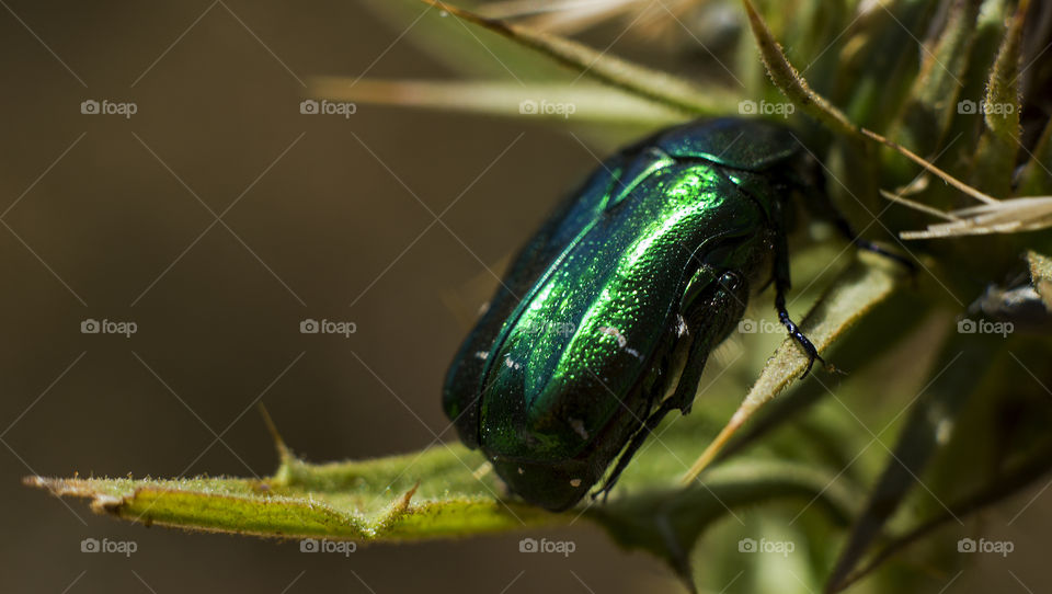 Bronze beetle 🐞