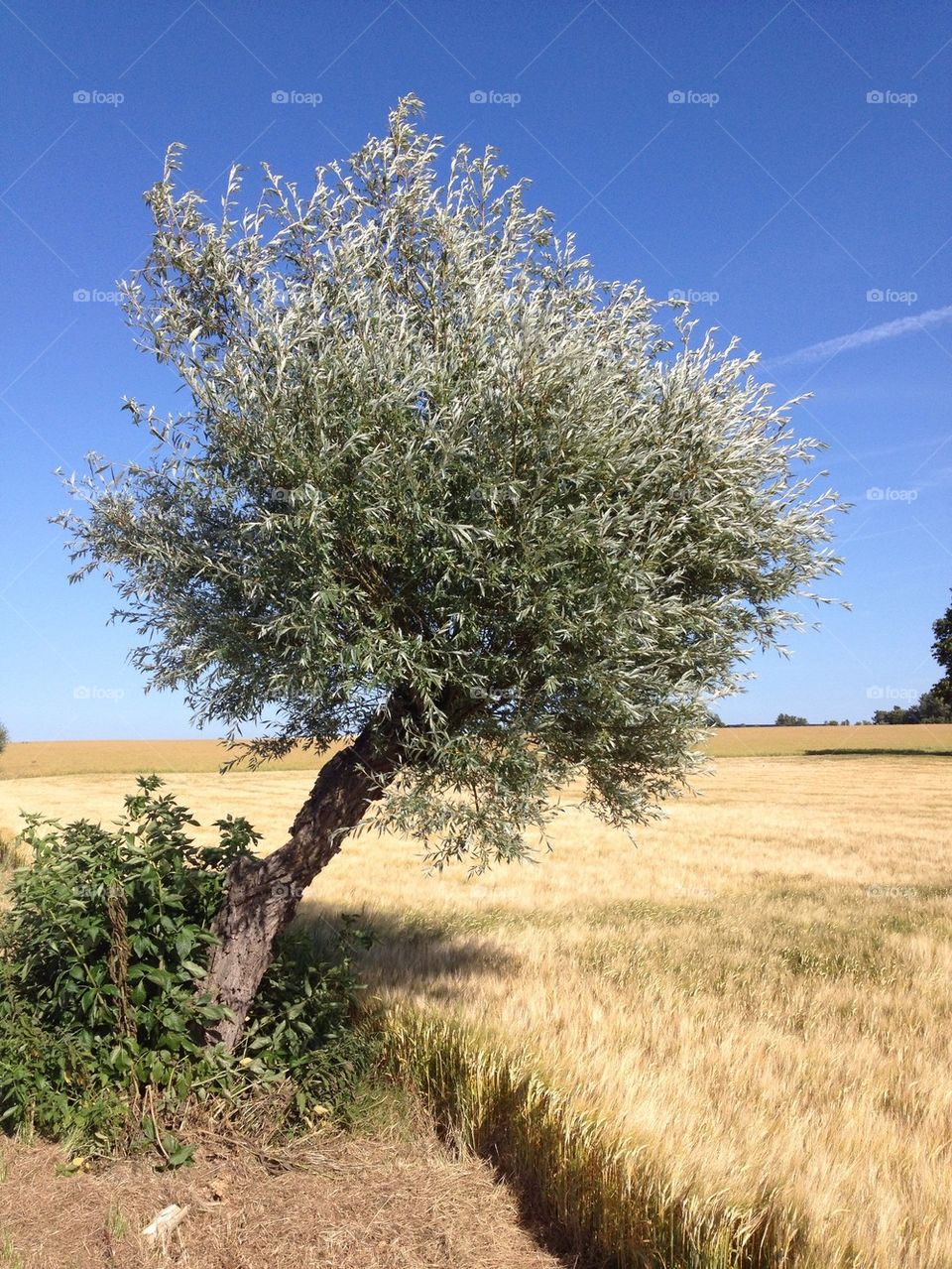 Willow in wheat field