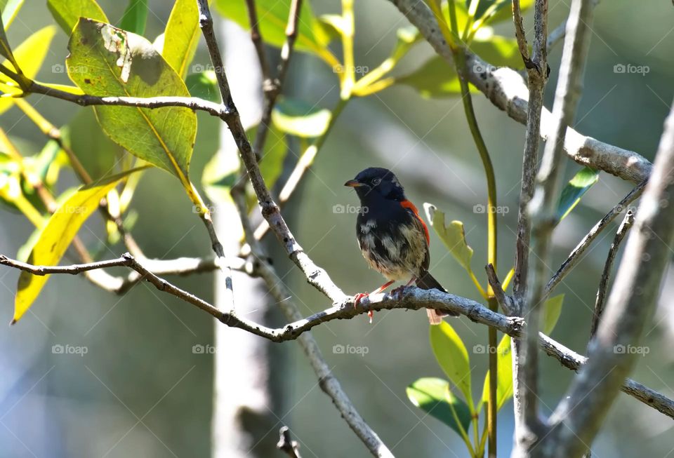 red-backed fairywren is a species of passerine bird in the Australasian