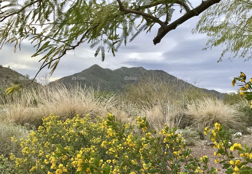 Mountain View Beyond Flowers