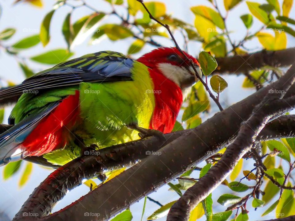 Colourful bird