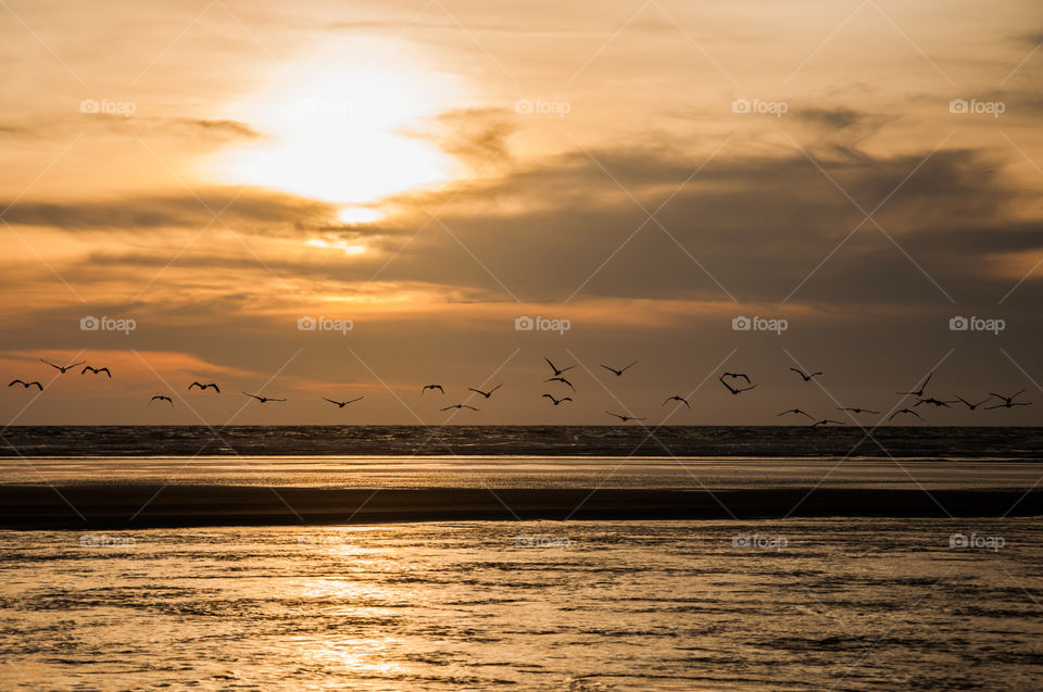 A flock of birds flying over the beach at sunset