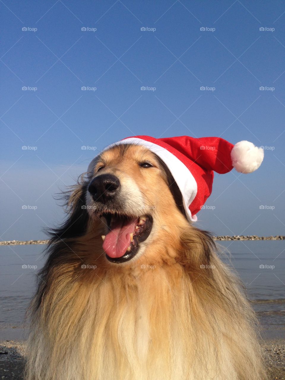 My collie dogs  Lassie and Candy wearing a xmas hat, enjoying the autumn on the beach and celebrating the upcoming holidays waving hello 