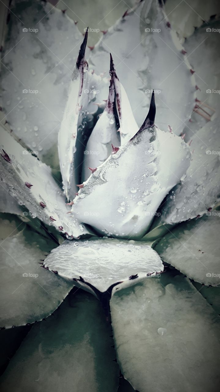 agave