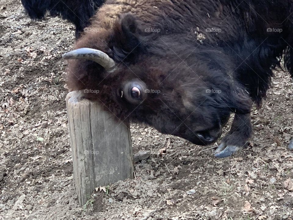 Bison