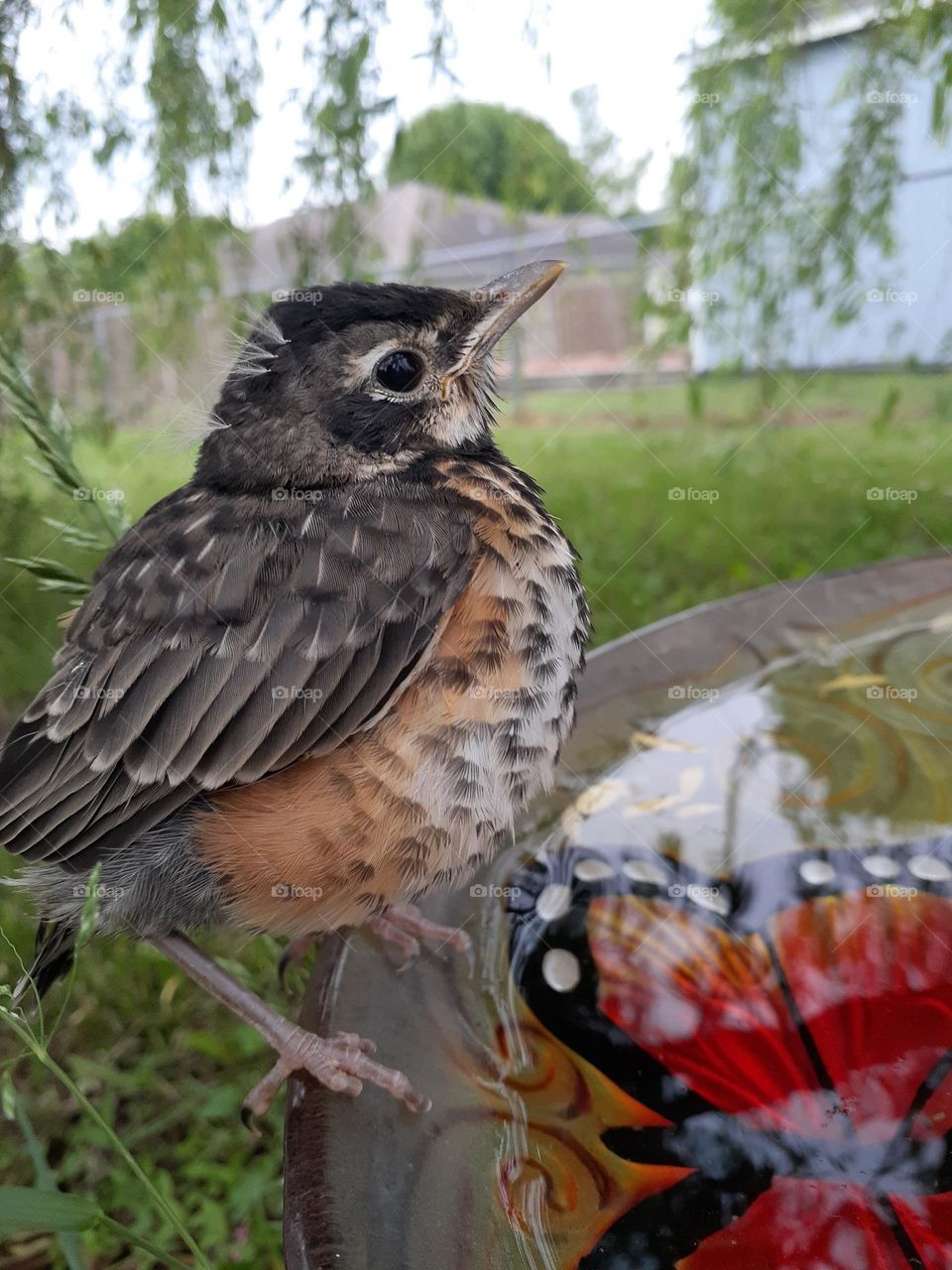 Baby Robin Sitting on Birdbath