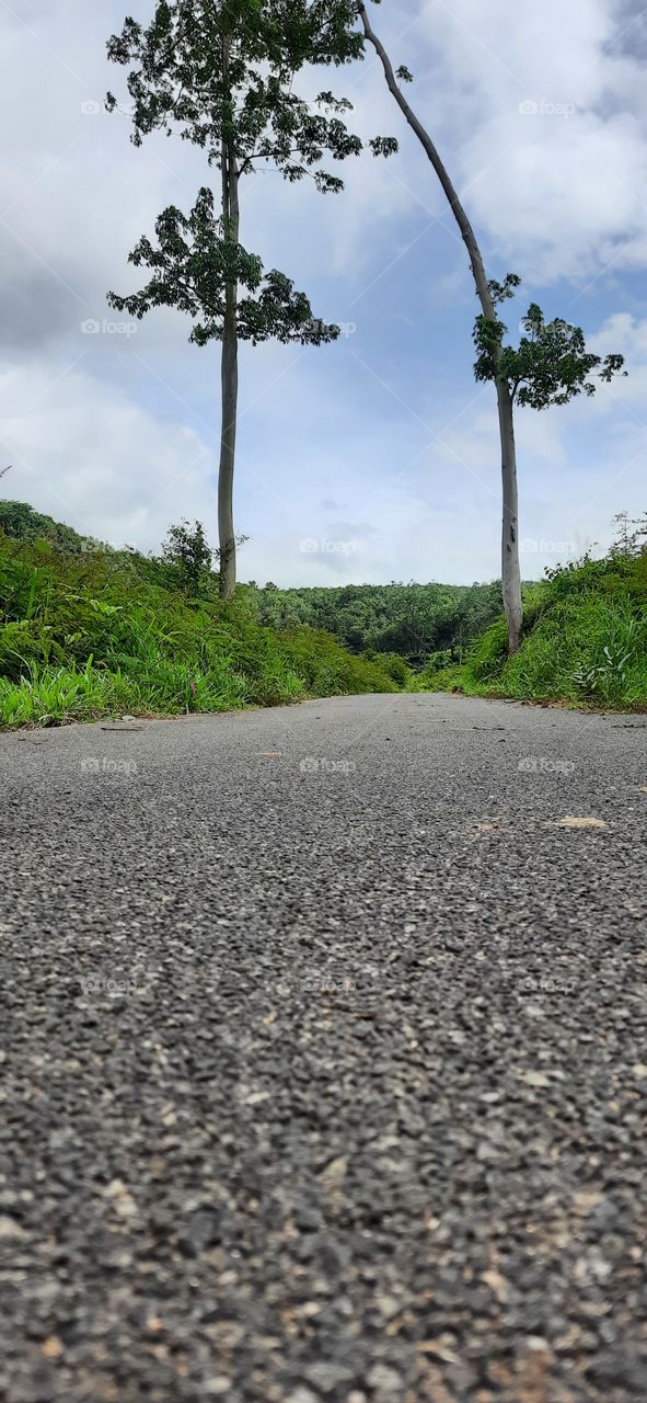 Mountain roads tallest tree