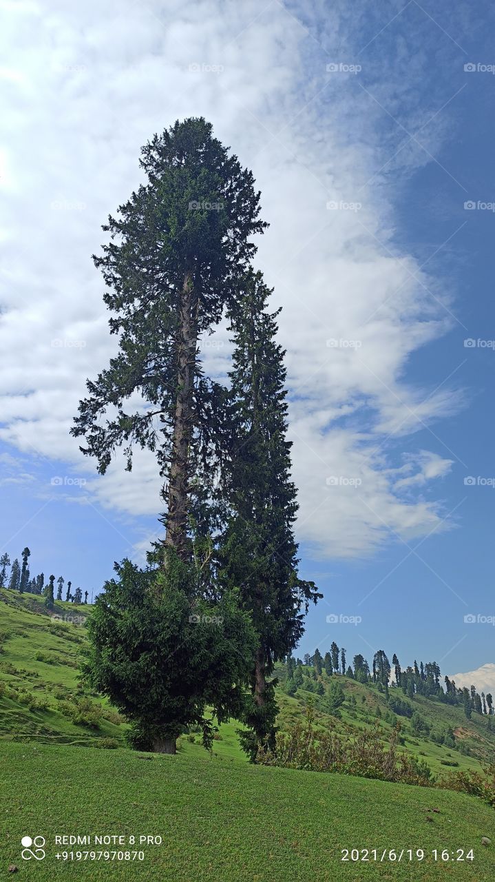 A beatiful picture taken  of a Pine tree  in Mid Summer in Lush Green Meadows of Forest area Keller Shopian in Kashmir....