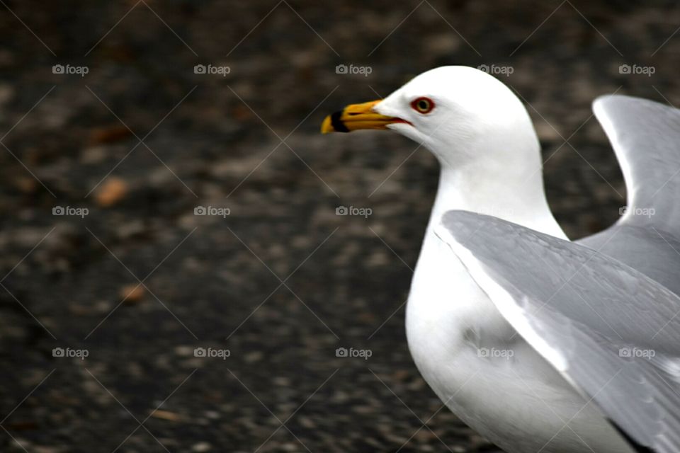 seagull closeup