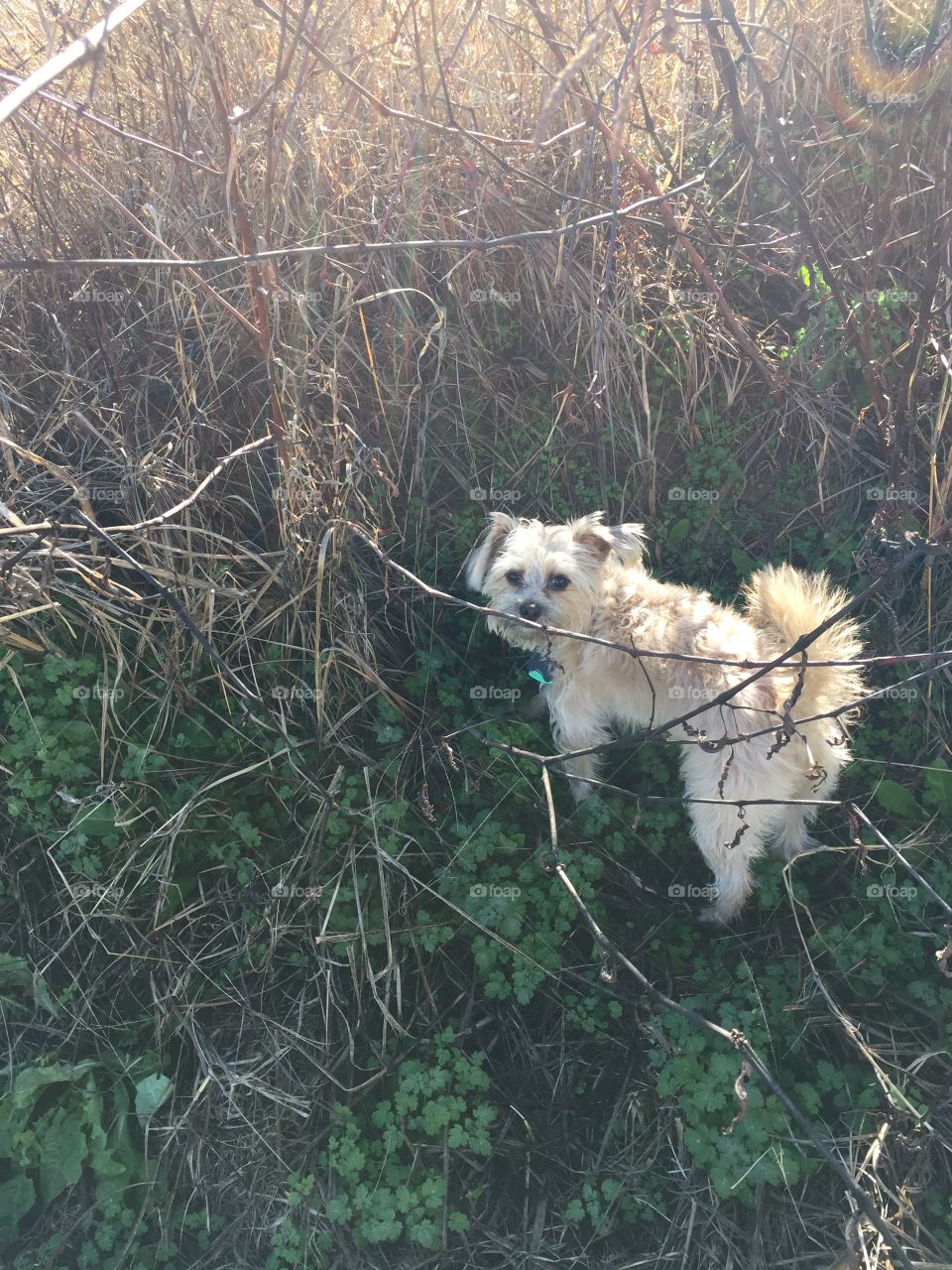 Roscoe hunting for baby rabbits 