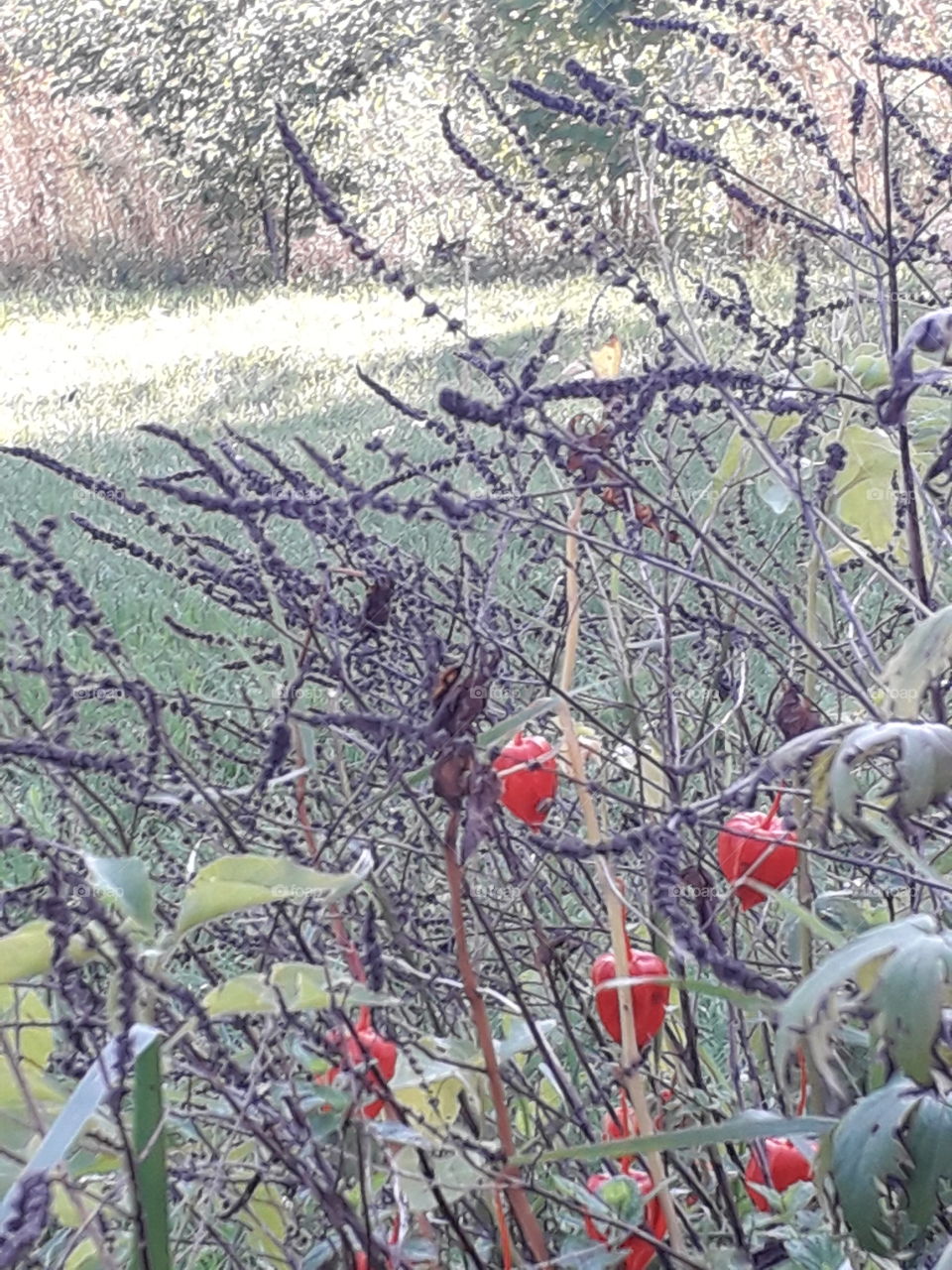 autumn garden- dried mint seeds and orange bellows