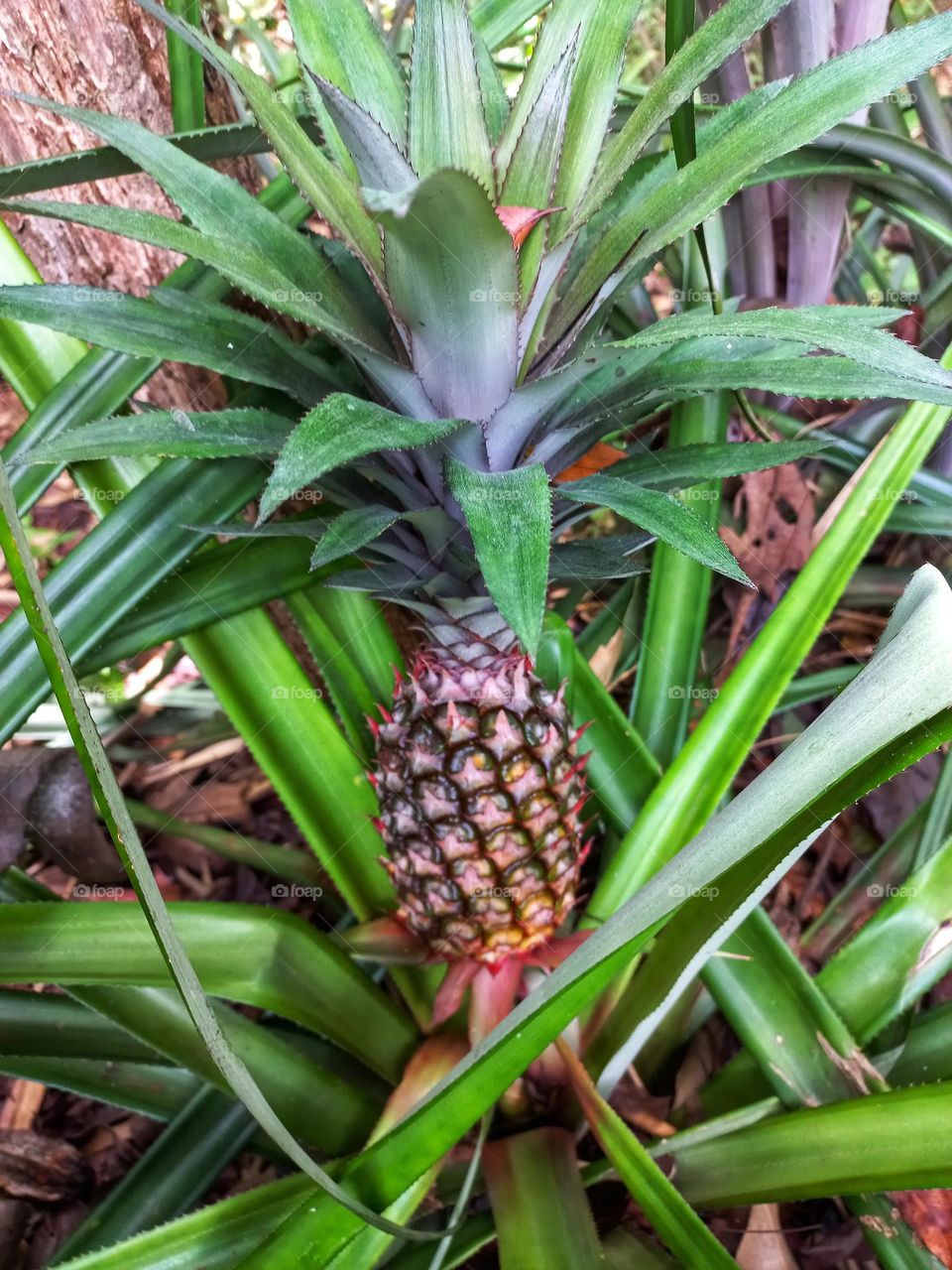 Pineapples ready to be harvested