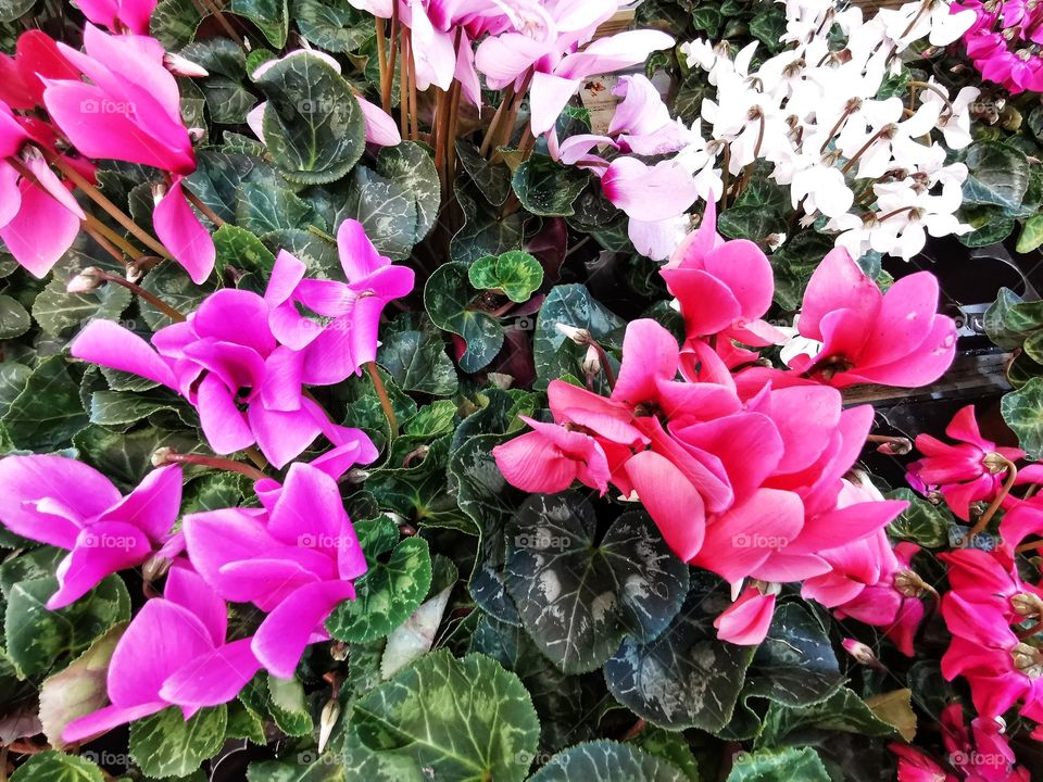 Plant green house Park colors greens