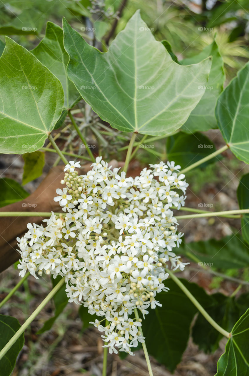 Candlenut Blossoms