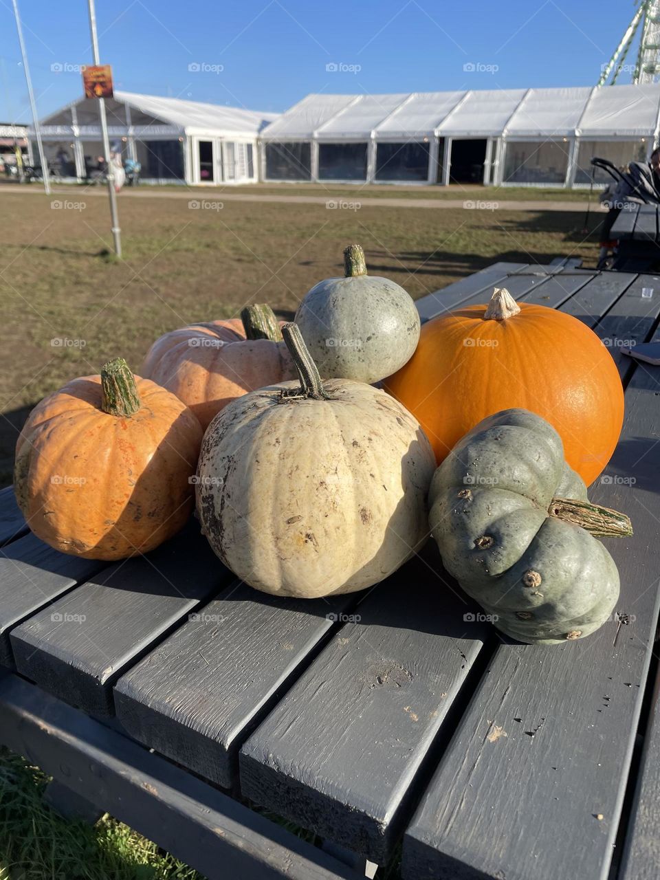 Halloween Pumpkin Picking 