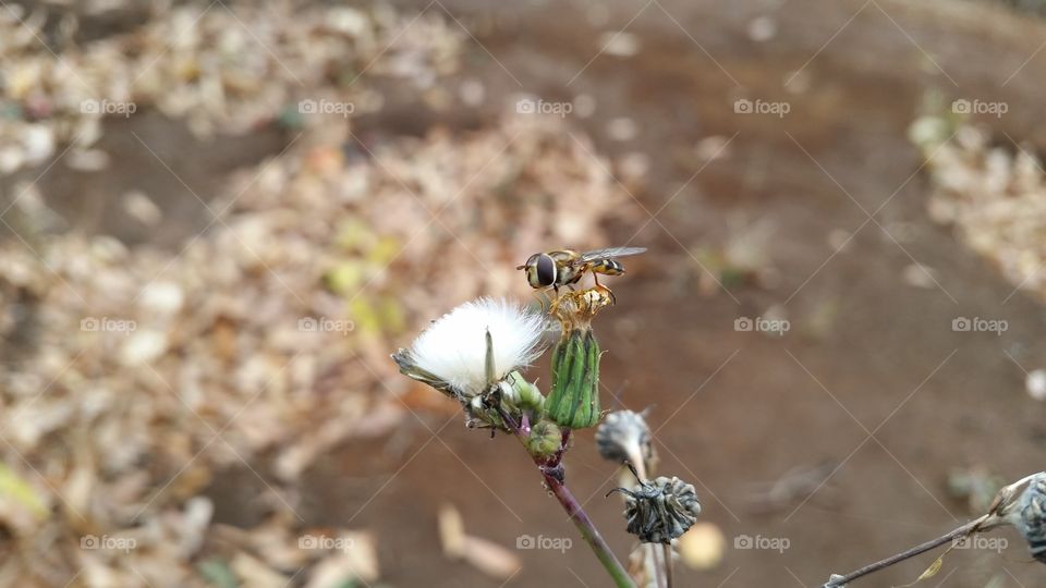 The flower which did not appear of the honey.
However, the horsefly is going to be valid.