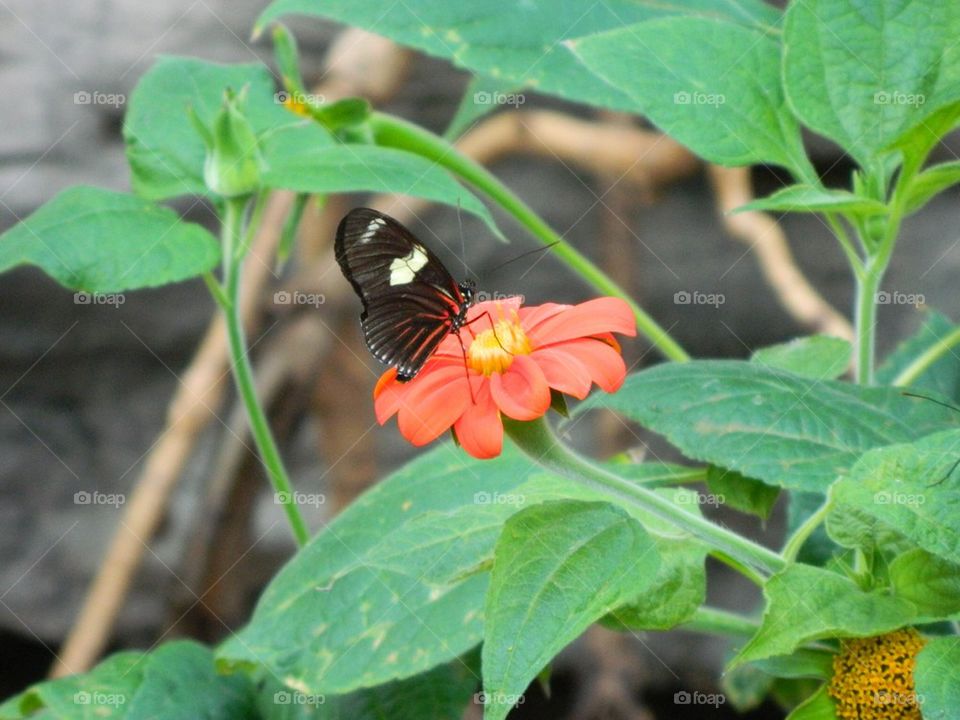Butterfly on flower