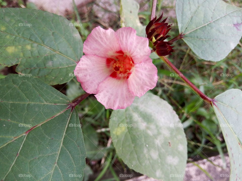 Nature, Leaf, Flora, Flower, No Person