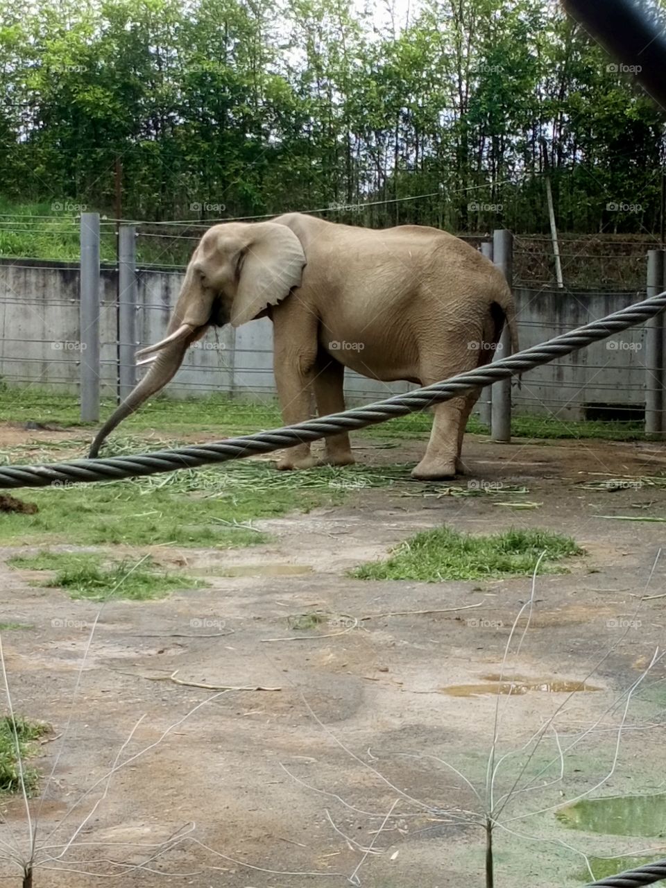 Ukumary elephant