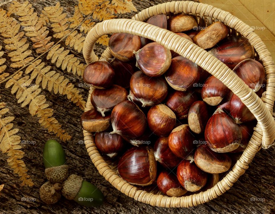 A basket of chestnuts presented on bark with bracken and acorns