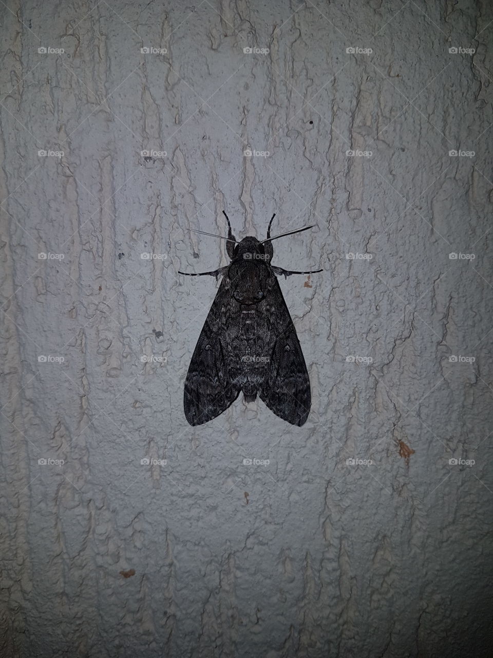 dark moth