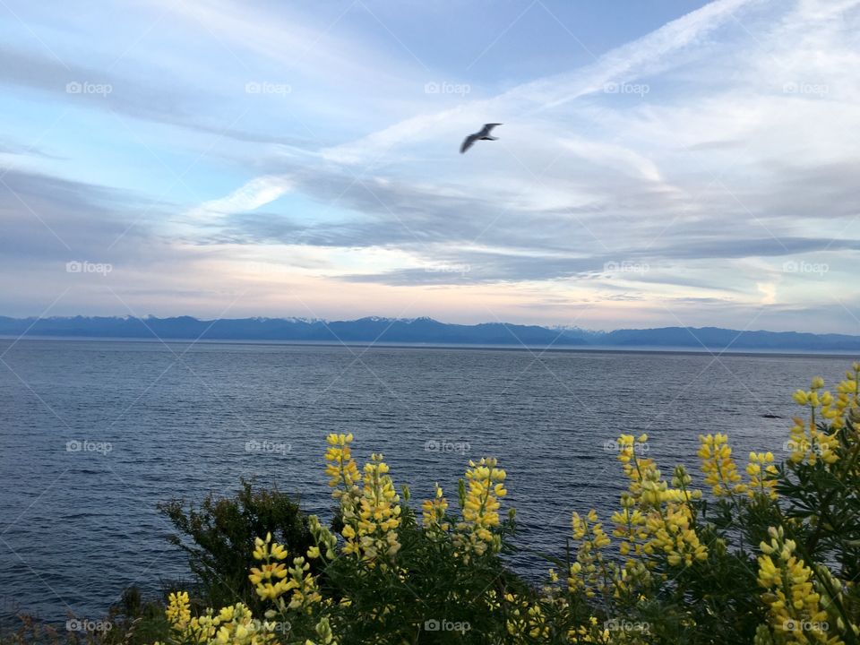 Bird flying over the lake