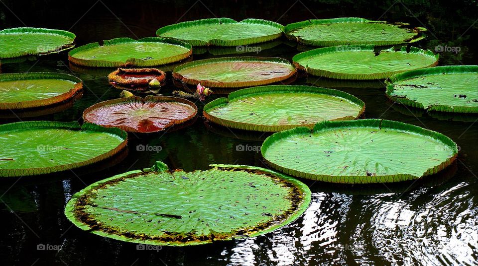 Lily pads