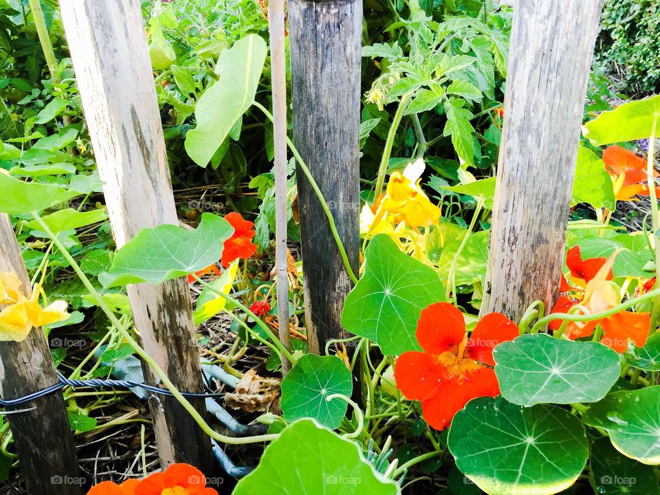 Blooming cress in yellow orange and red in front of an old wooden fence