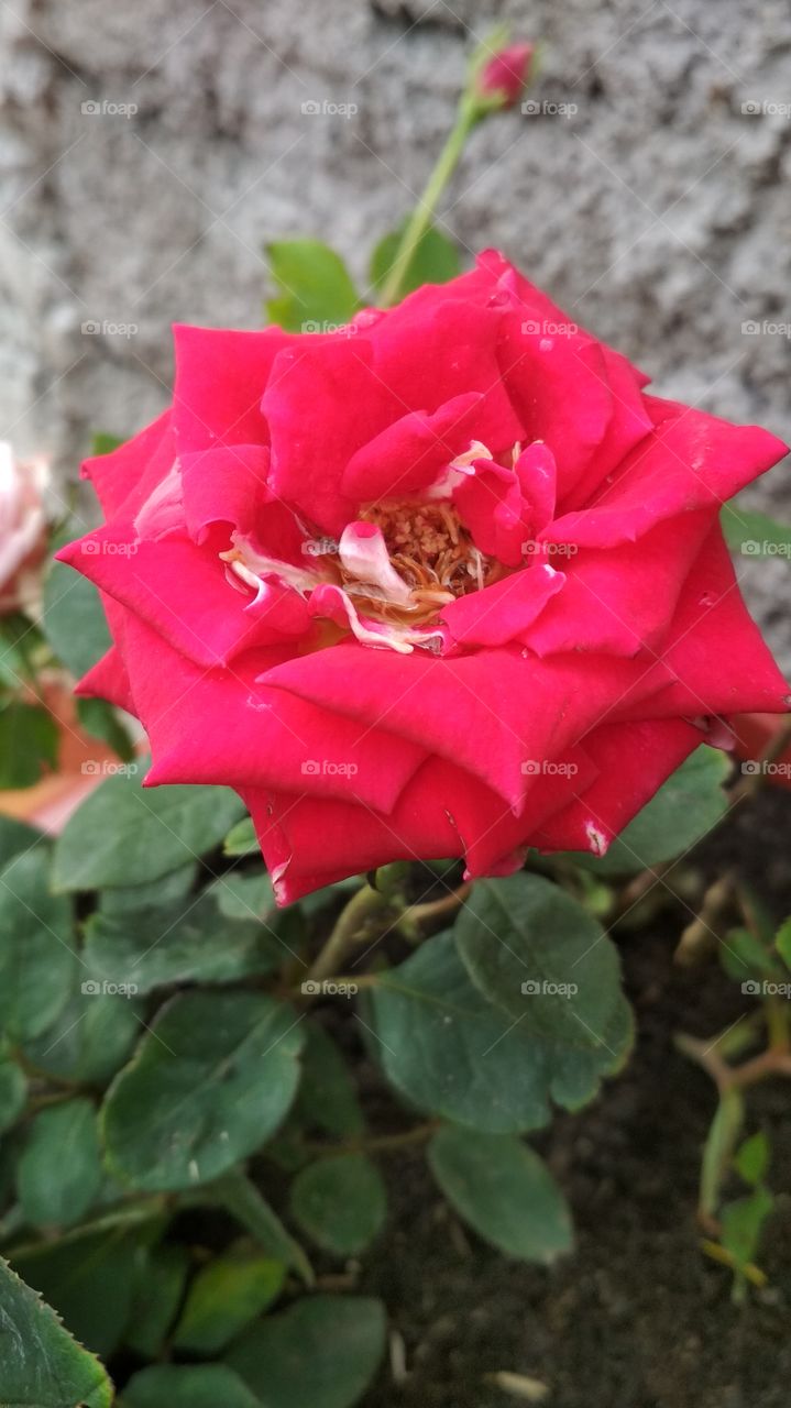 My Red Rose