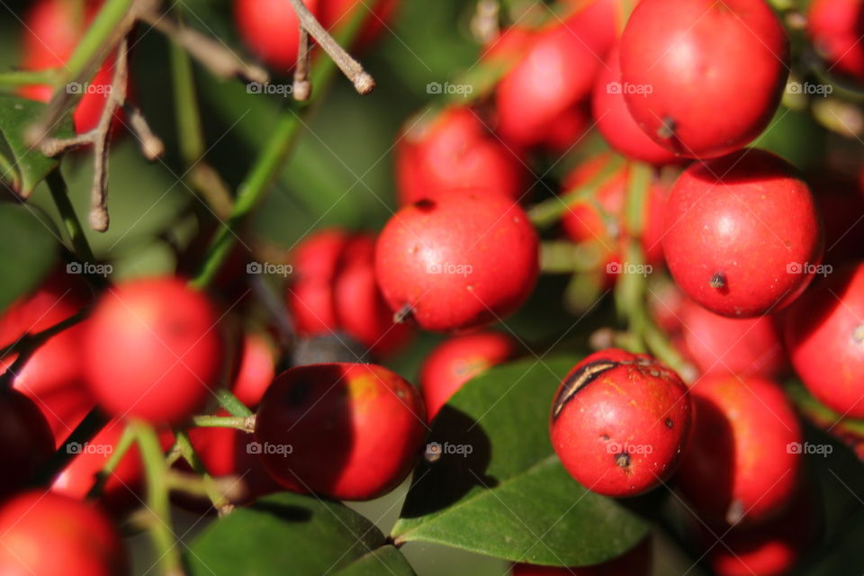 Berries