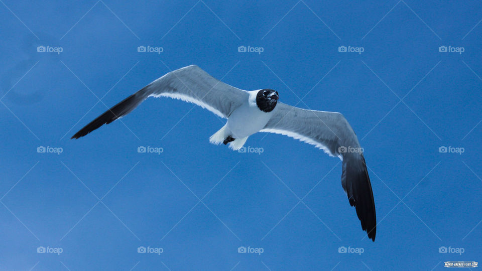 Seagull Bird