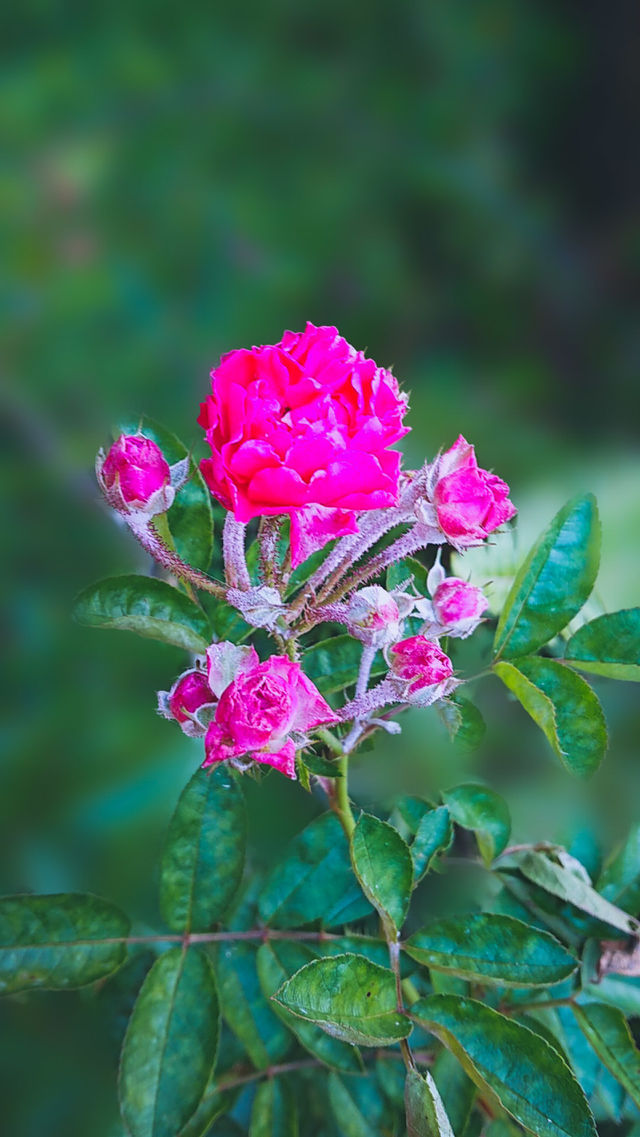 roses