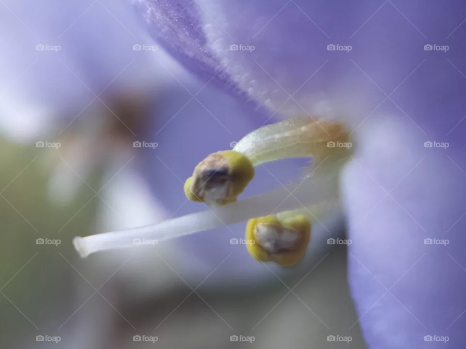 Violet