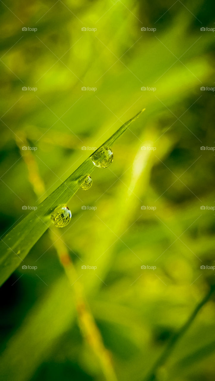 dew at the end of the grass