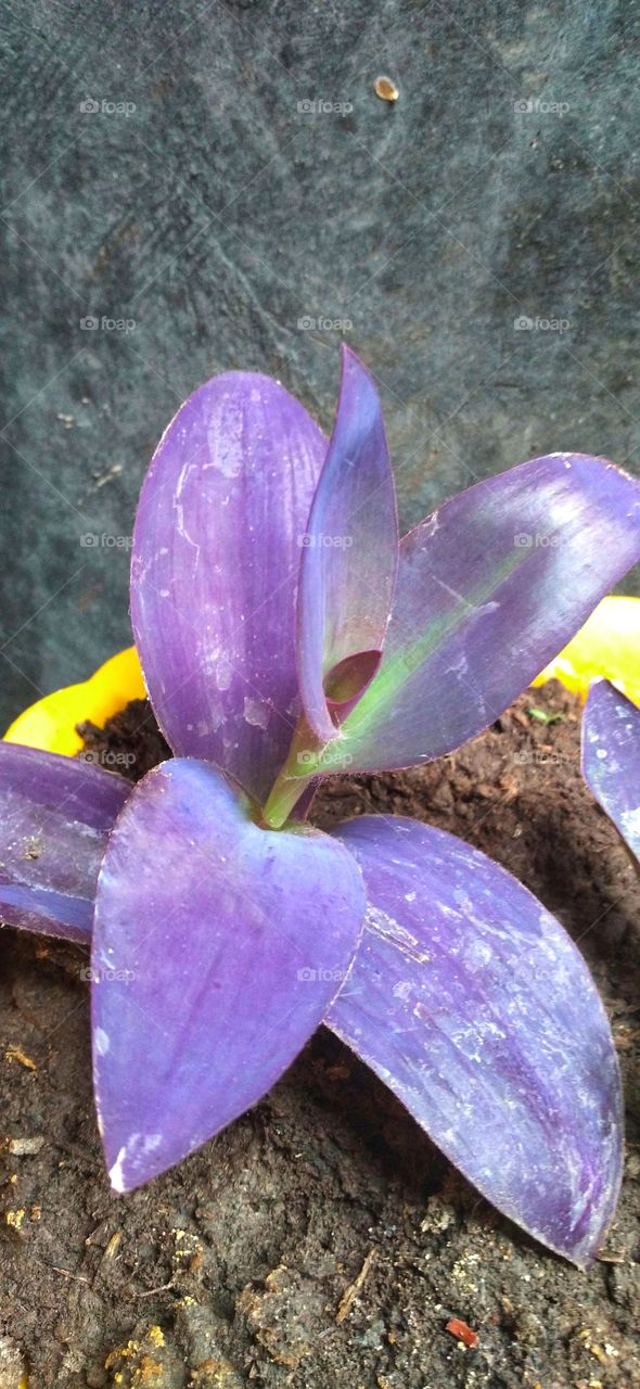 Pineapple Shells is a type of plant that people usually grow as an ornamental plant. This plant usually thrives in moist soil. Including members of the gawar-gawaran tribe