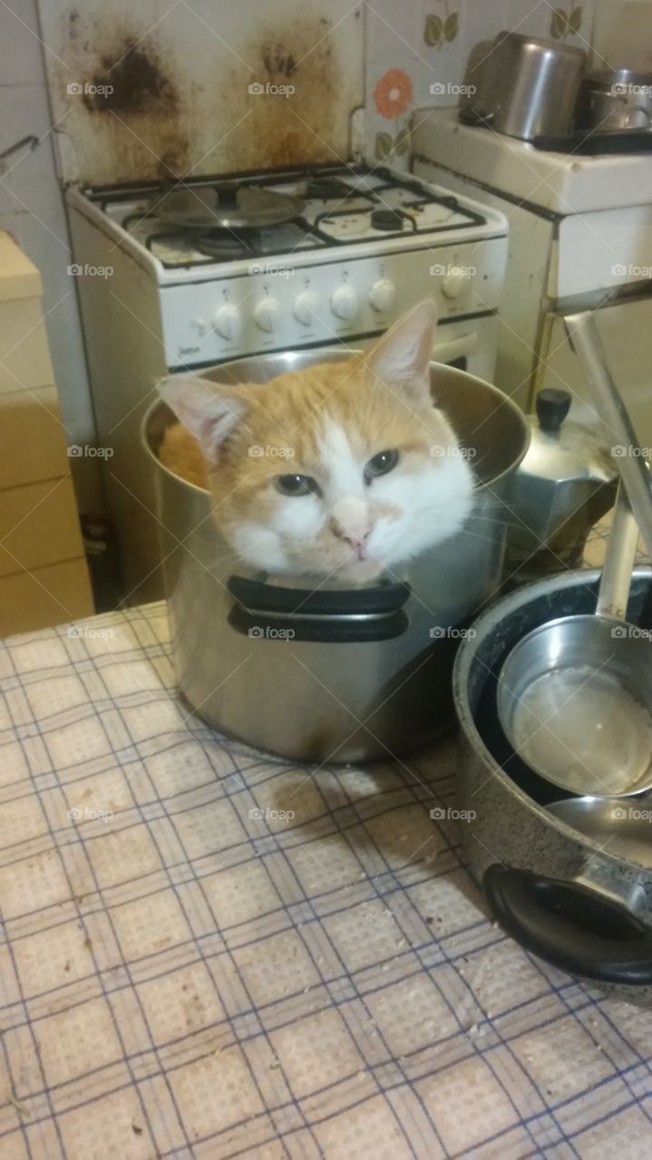 The cat in the pot