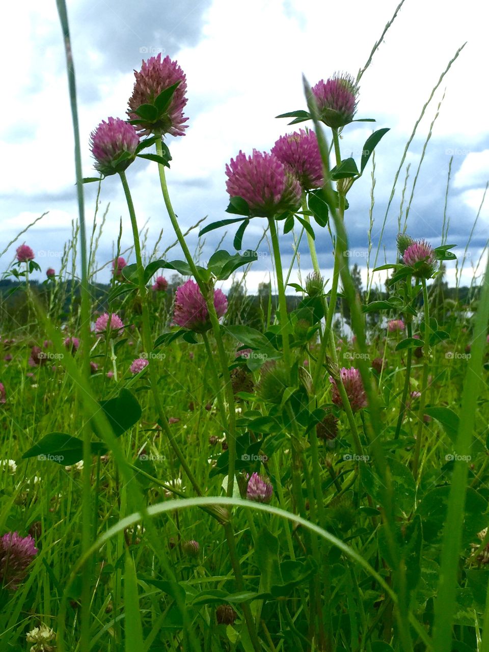 Field with flowers 