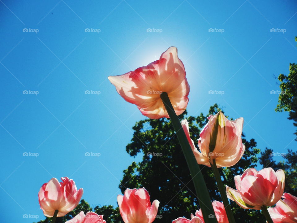 Flowers tulips against the blue sky in the park of Kiev