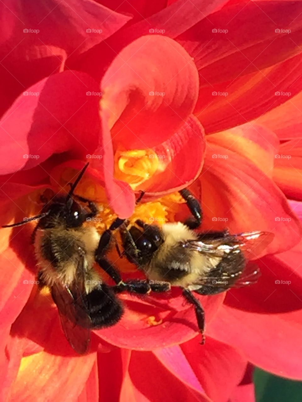 Bee 