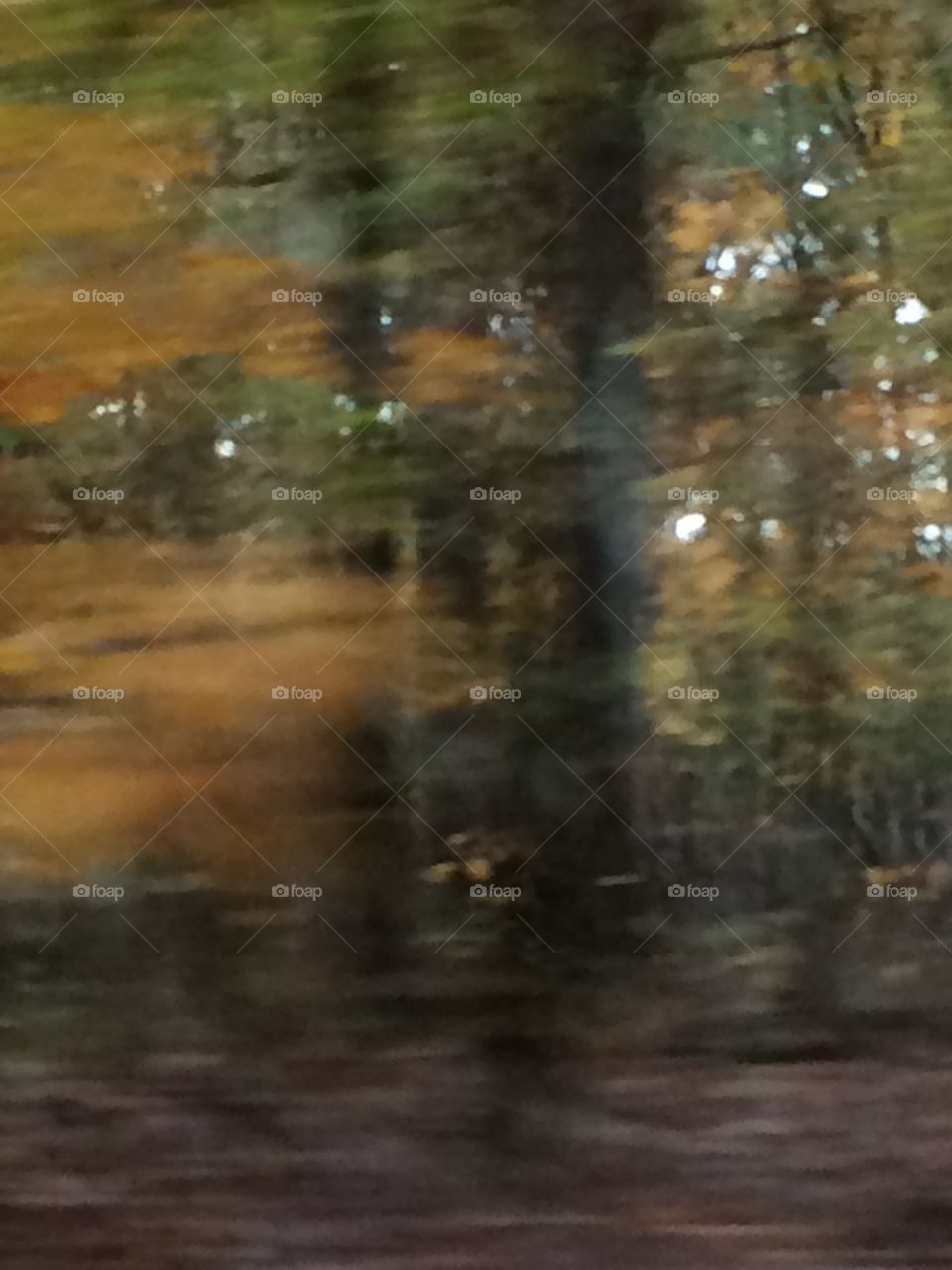 Trees Passing By. A look at a swamp as we drive along