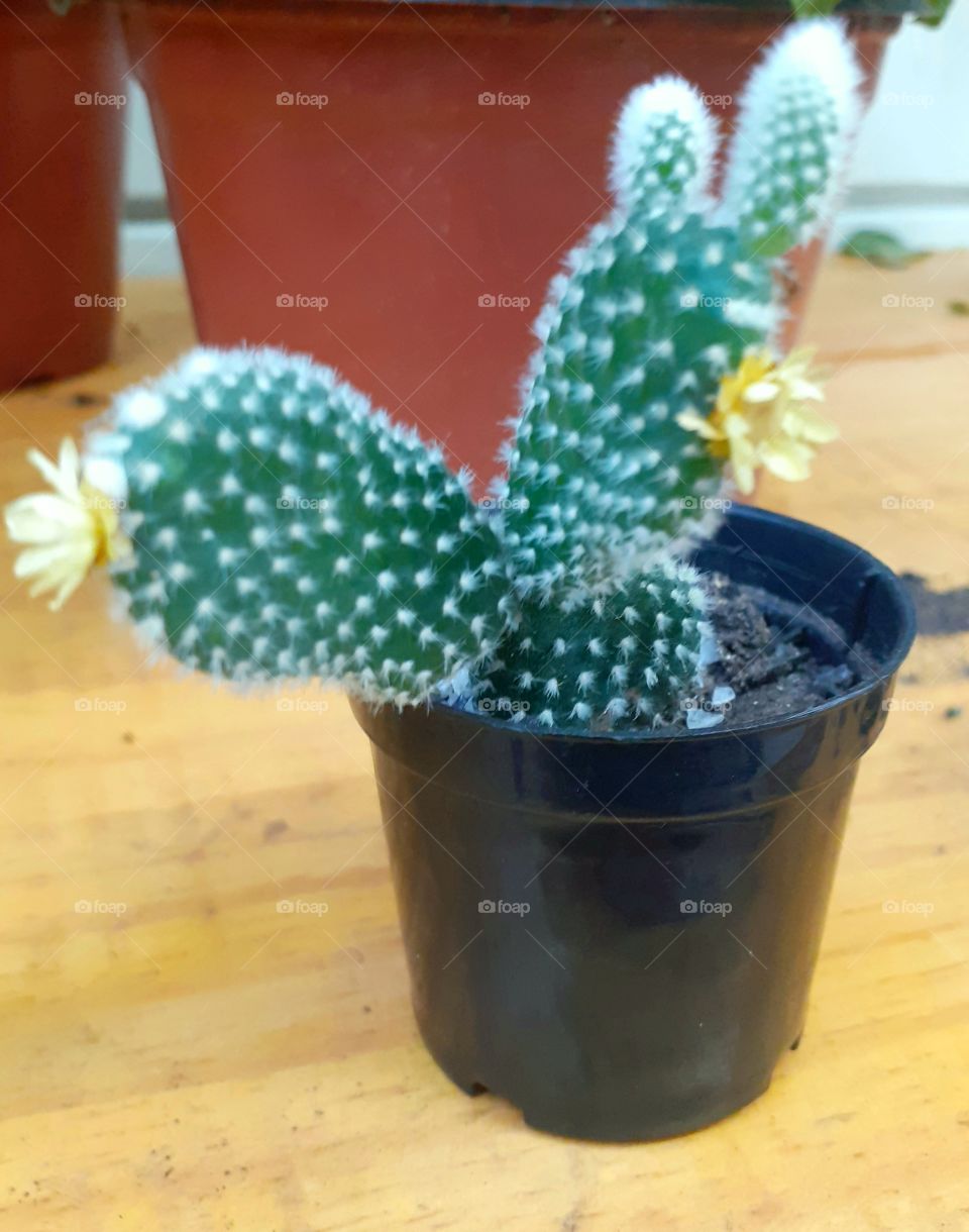 Muda de plantas. Mini cacto.