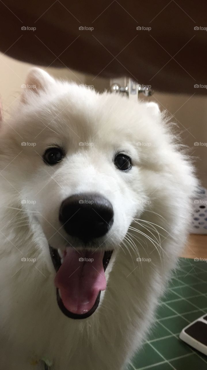Big smiling dog