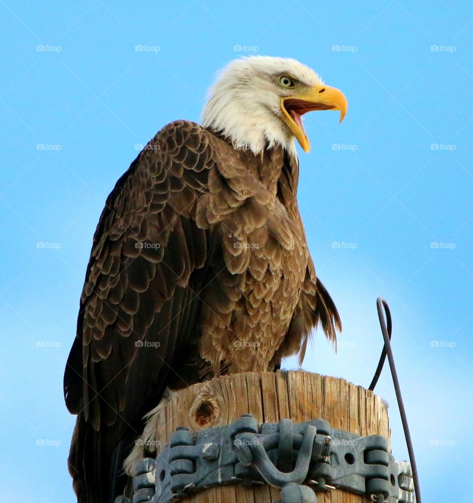 Bald Eagle on a Pole