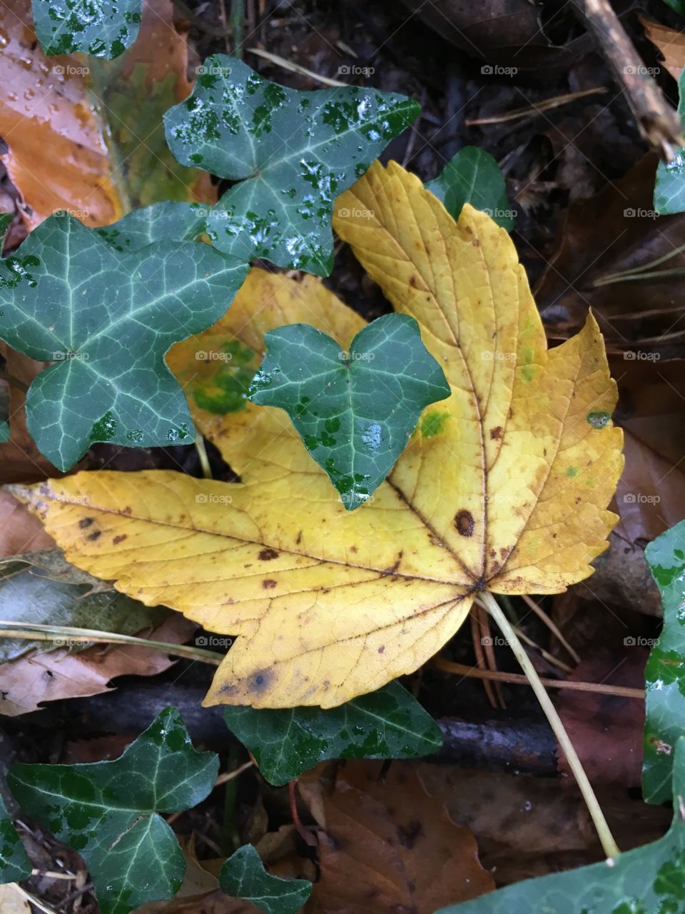 first traces of autumn in the regional park of the Green Plug,



Spina  verde Como, Italy