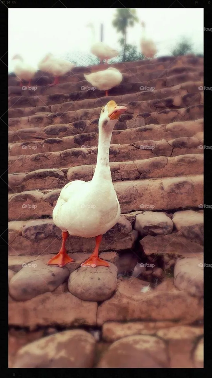 swan